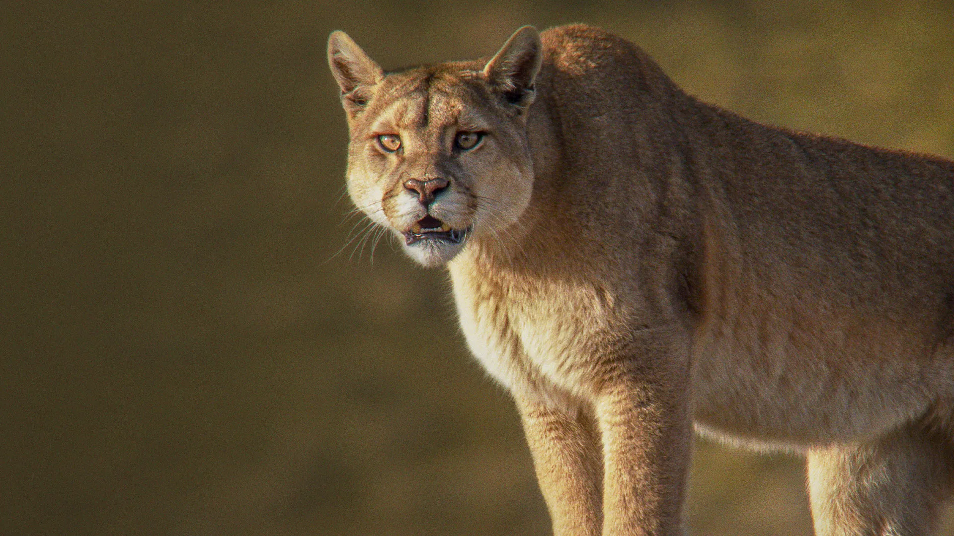 Into the Puma Triangle