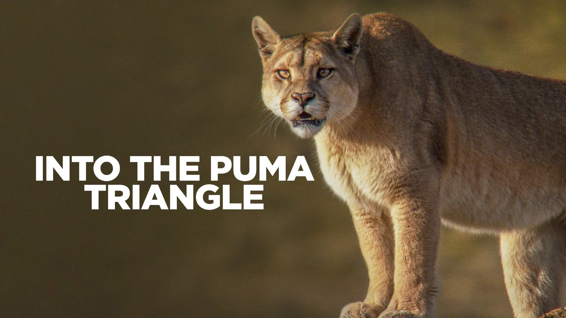 Into the Puma Triangle