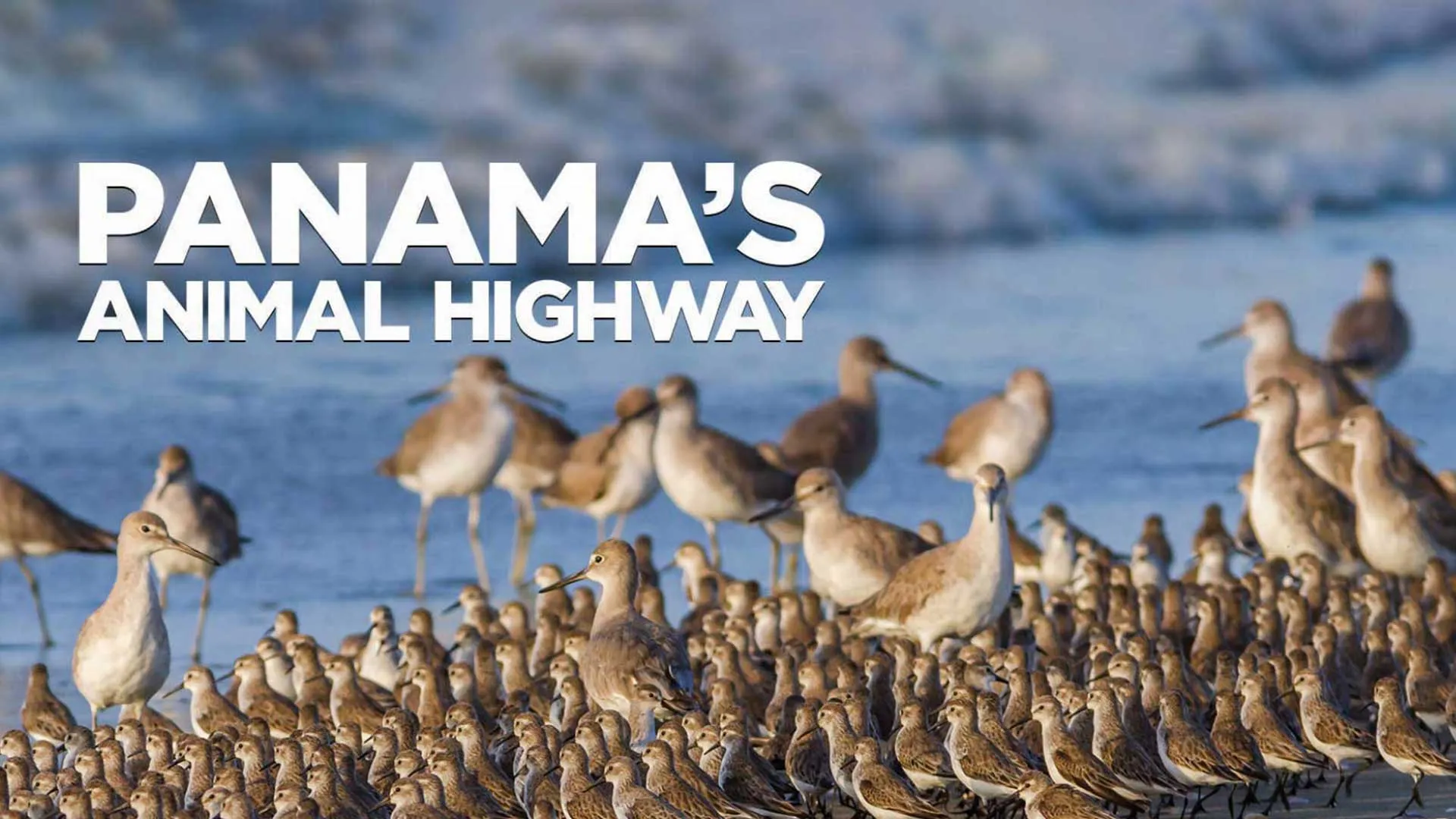 Panama's Animal Highway