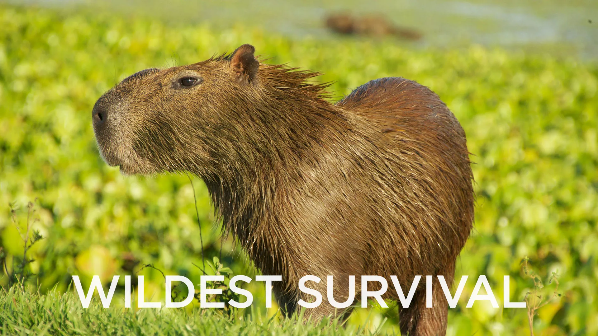 Wildest Survival