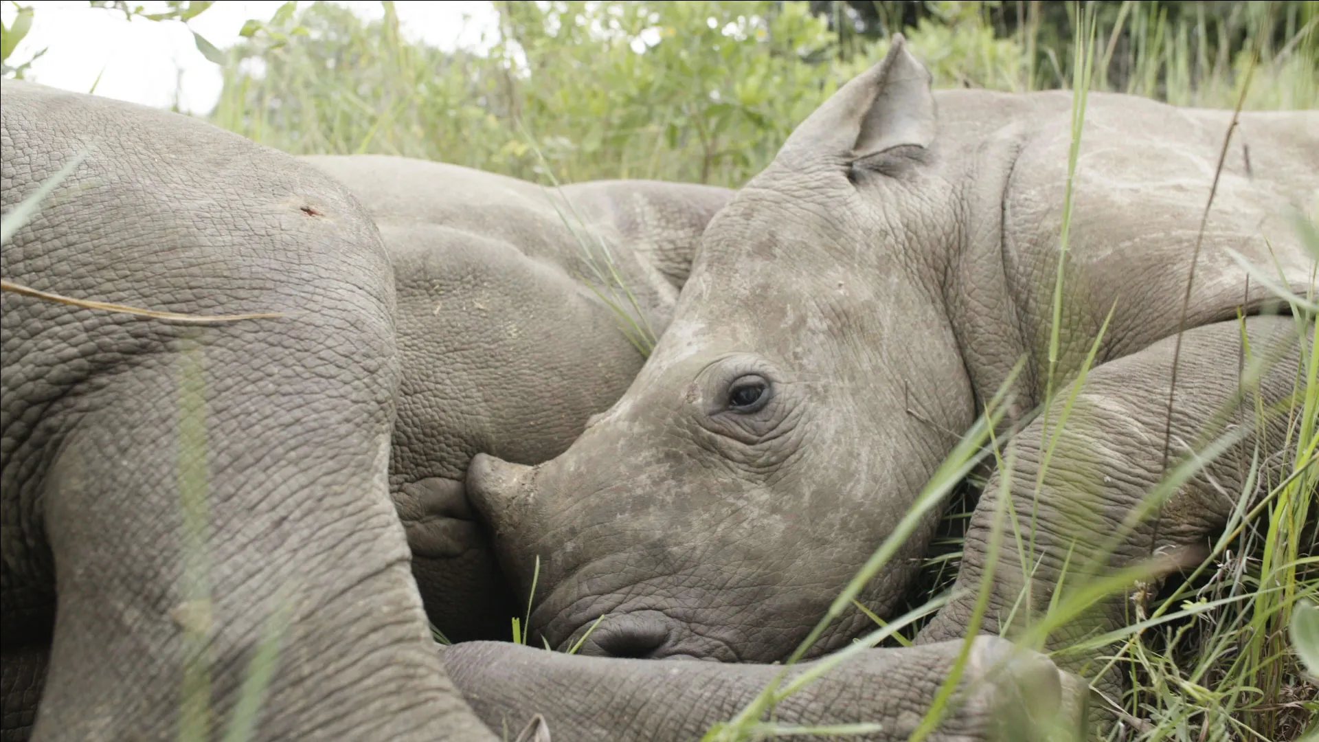 The Rhino Orphanage