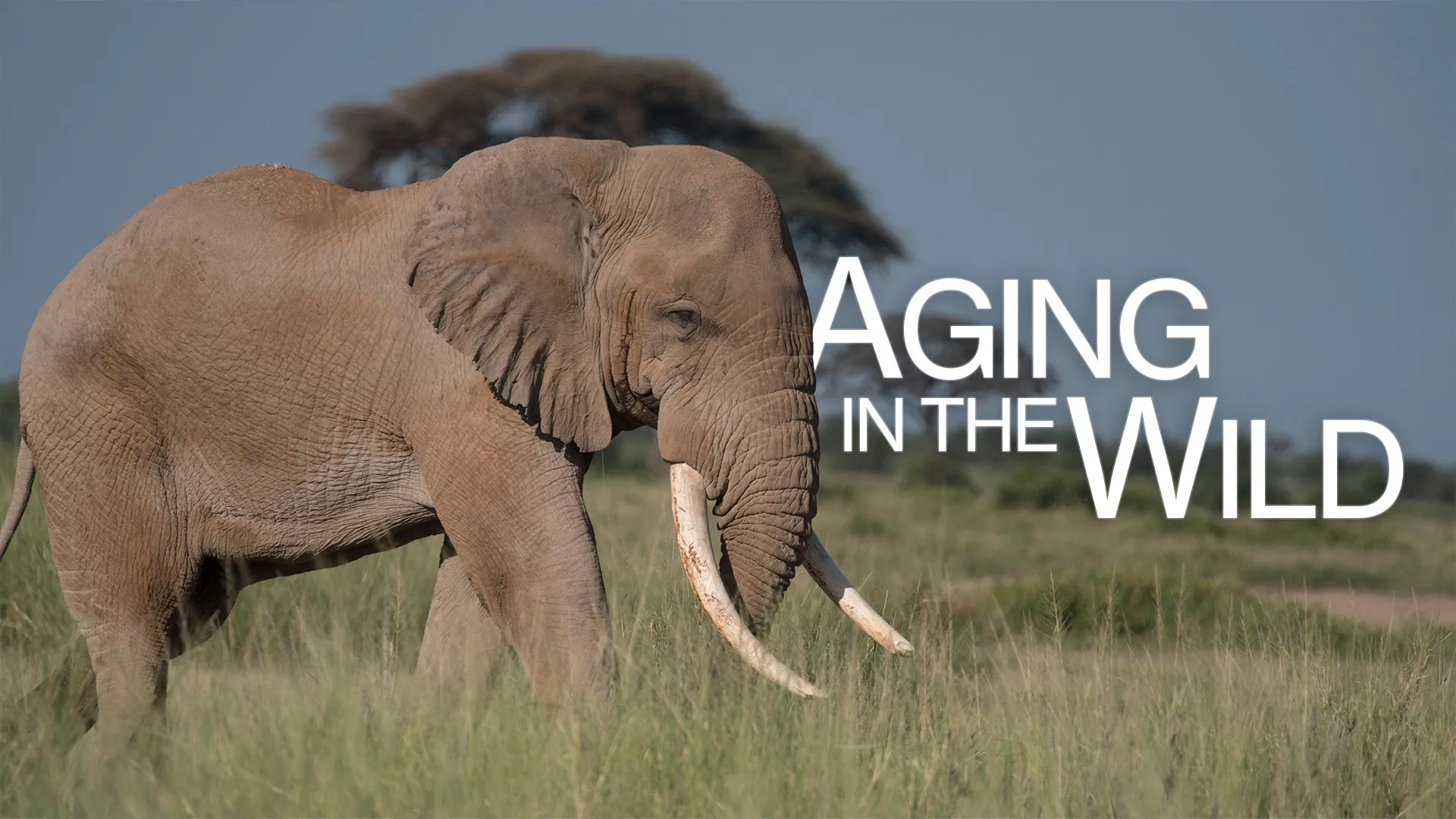 Aging in the Wild