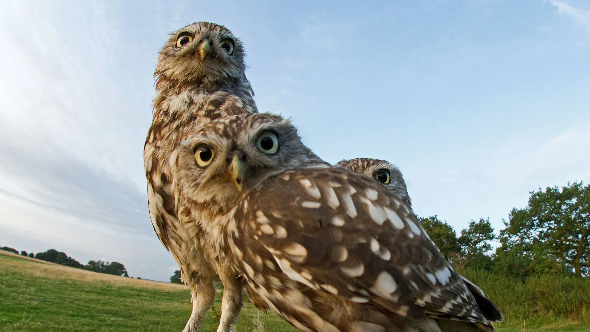 The Secret Life Of Owls