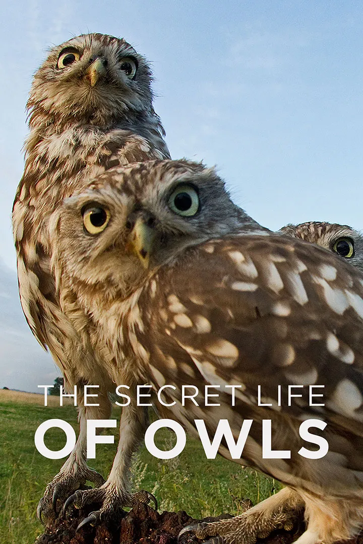 The Secret Life Of Owls