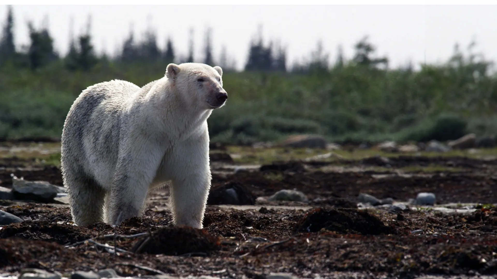 Canada: A Year In The Wild