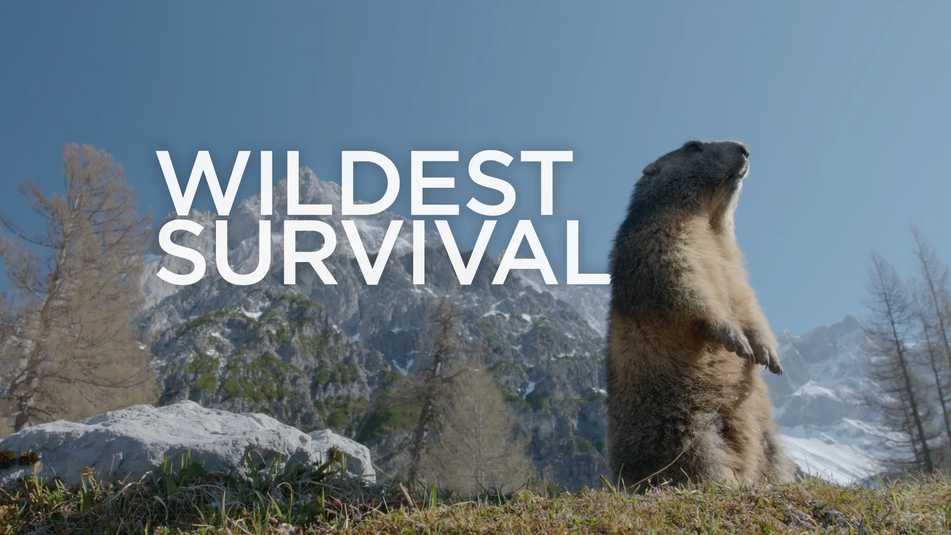 Wildest Survival S2