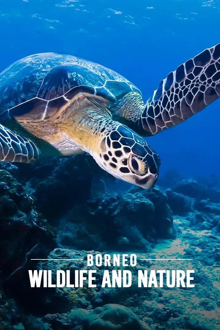 Borneo Wildlife And Nature