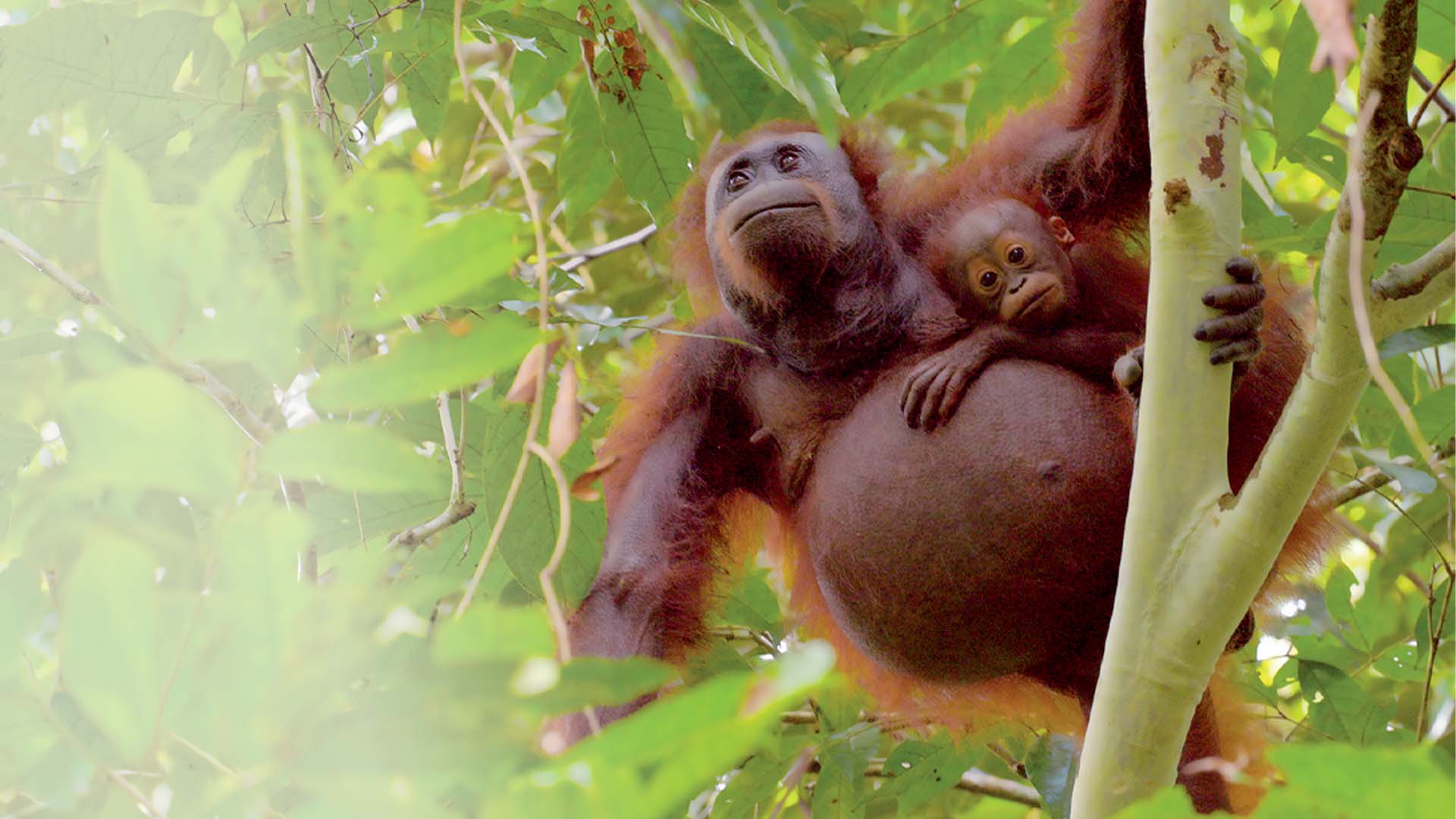 Borneo, The Ancestral Forest