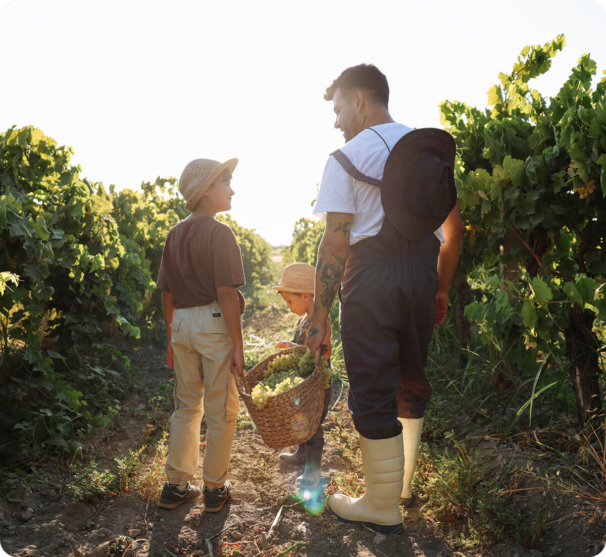 A farmer and his two sons carrying a basket of grapes together as they walk down a row in a vineyard.