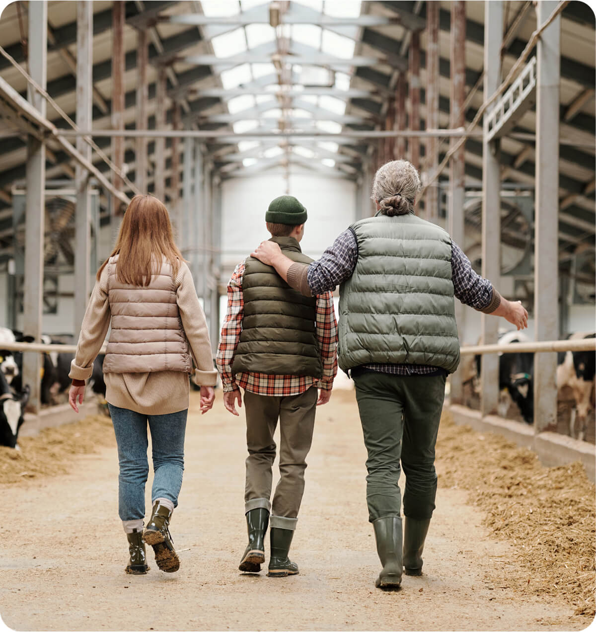 Three people walking down the middle of a cow shed where cows are grazing. On of the people has their arm around the shoulders of the person in the middle of the group.