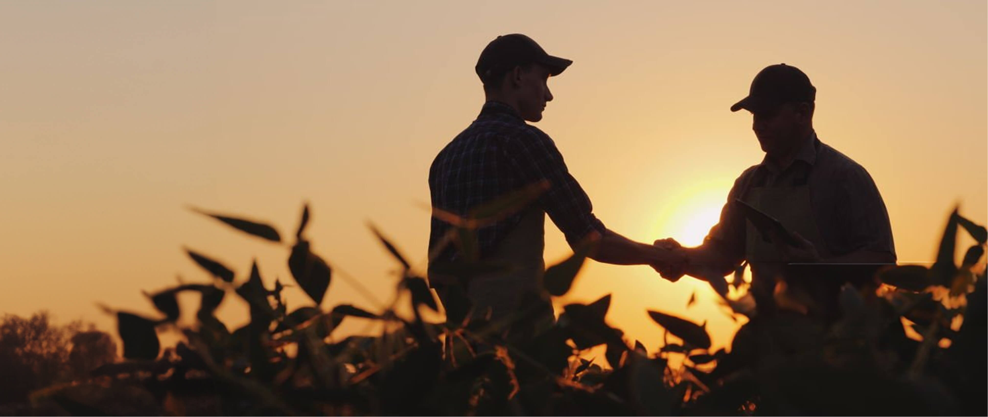 Two farmers at sunset shaking hands in a crop field.