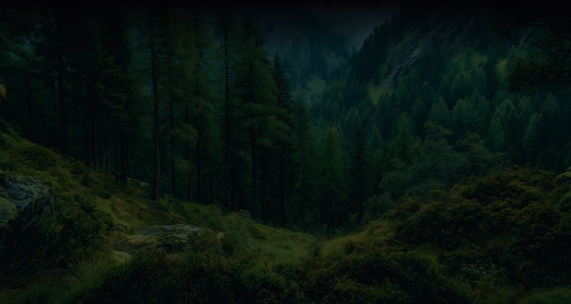 A huge to-top forest for background