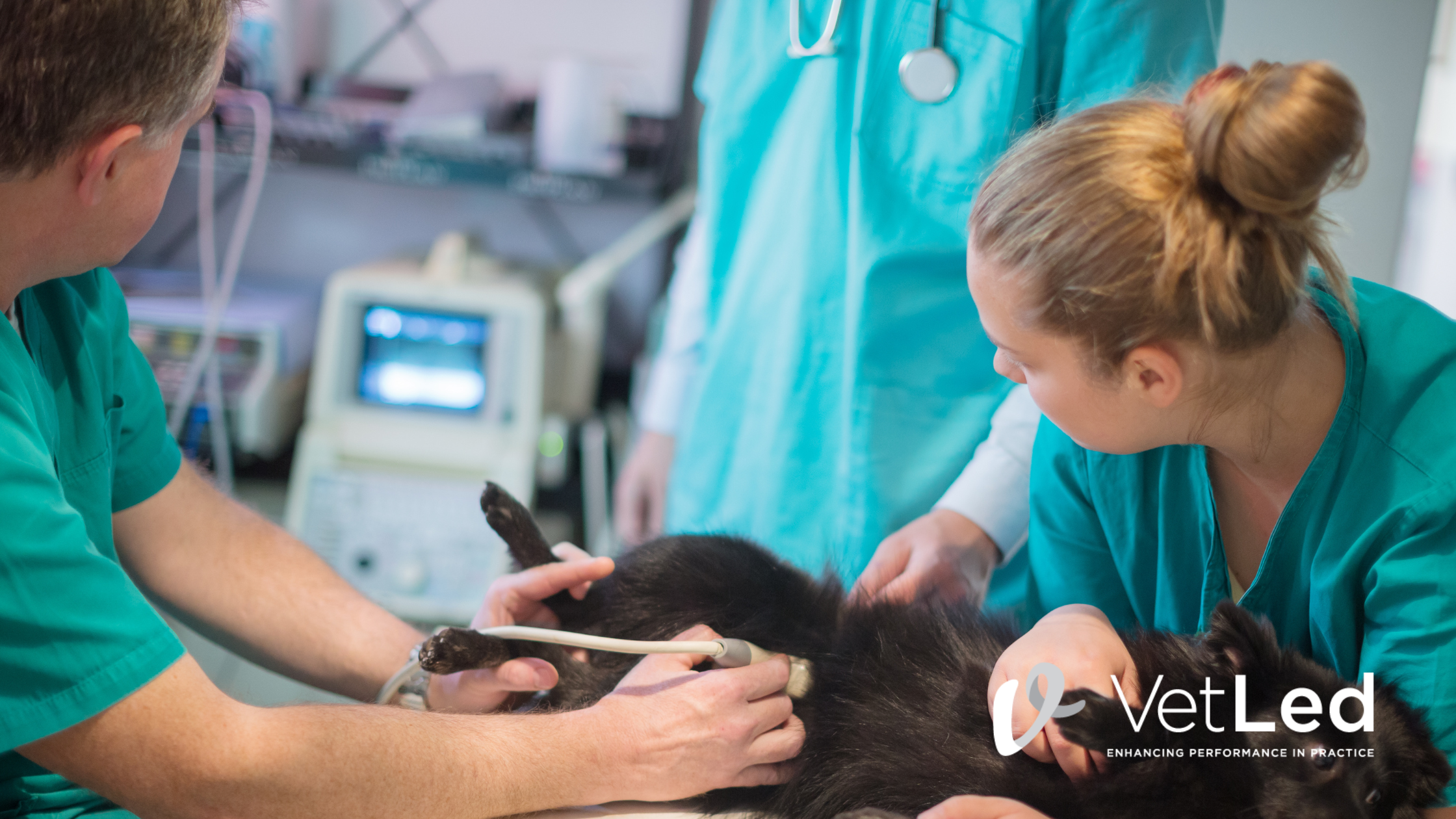 Unlocking Team Potential Through Psychological Safety in Veterinary Settings