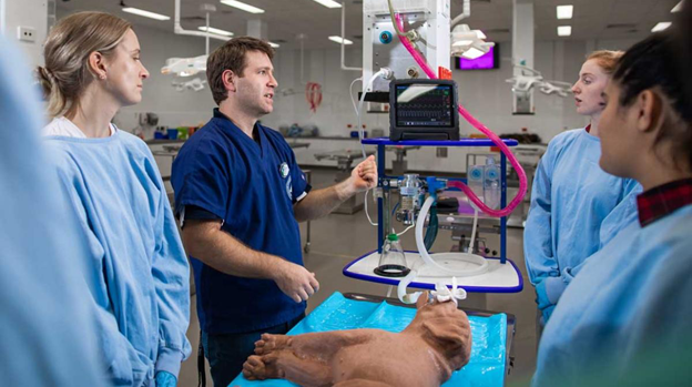 VetLed Collaborator Earns International Patient Safety Certification