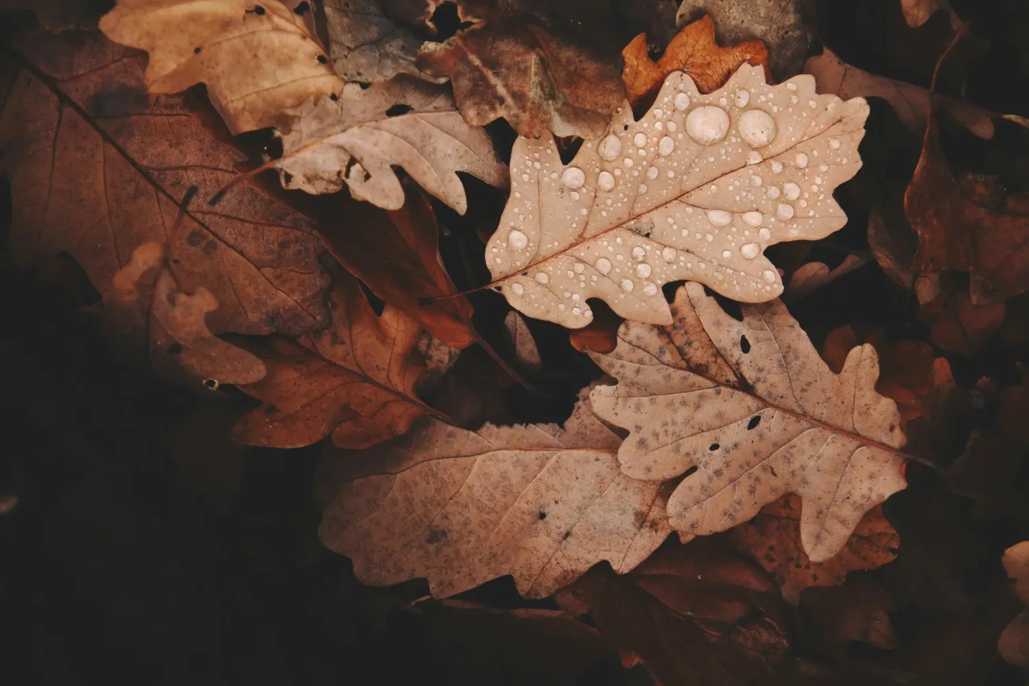 Temperature is Fall-ing