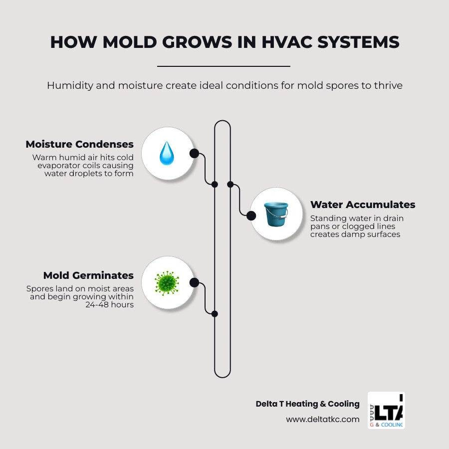 Infographic showing how mold grows in HVAC systems from humidity and moisture sources to visible growth infographic Infographic showing how mold grows in HVAC systems from humidity and moisture sources to visible growth infographic
