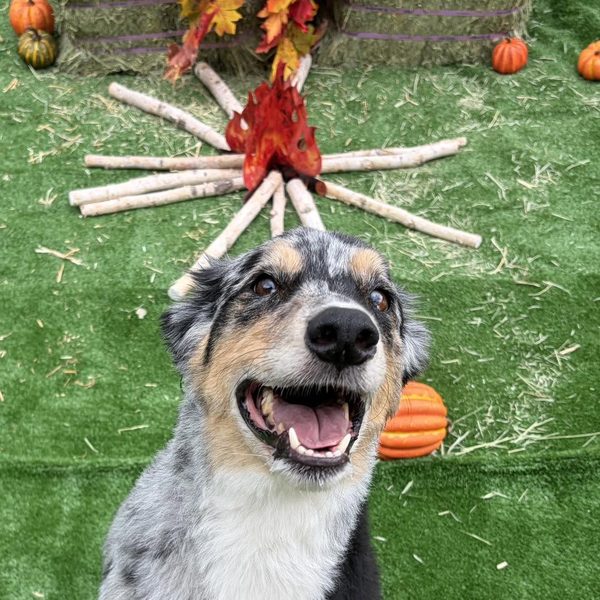 Smiling Australian Shepherd camper in front of the stick campfire and haybales at Wag-A-Lot Camp