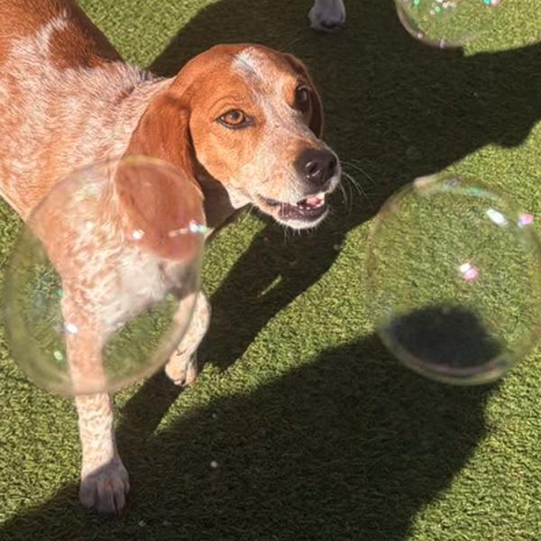 Hound camper chasing bubbles in the play yard