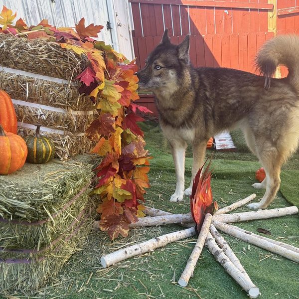 Husky sniffing fall leaves on the haybales during the Fall Sniffari