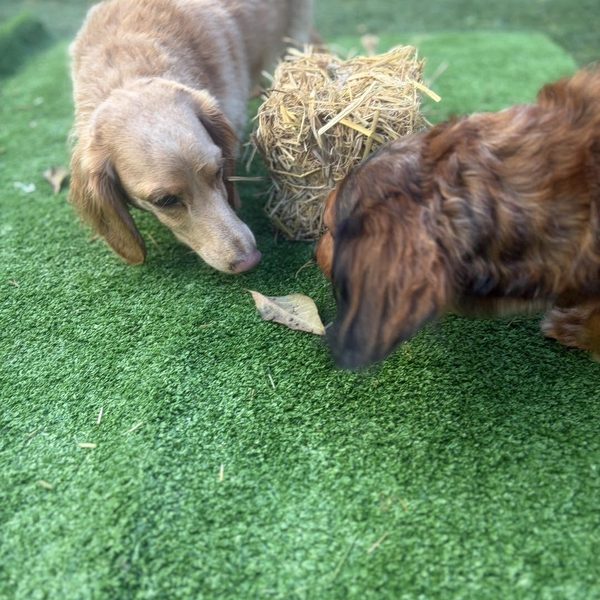 Two dachshunds sniffing a leaf next to a mini haybale