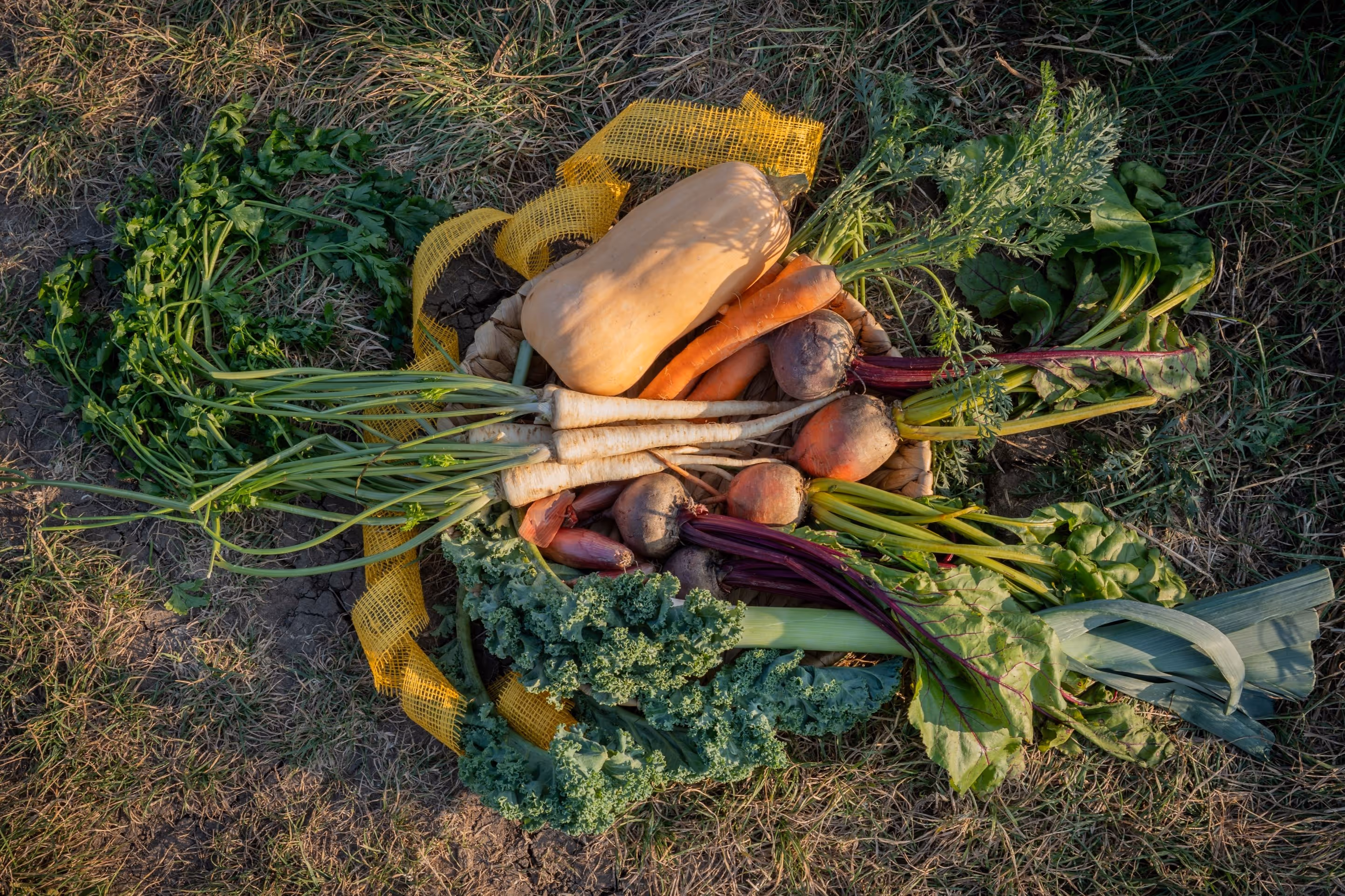 Zeleninová úroda z farmy Polabio u Poděbrad