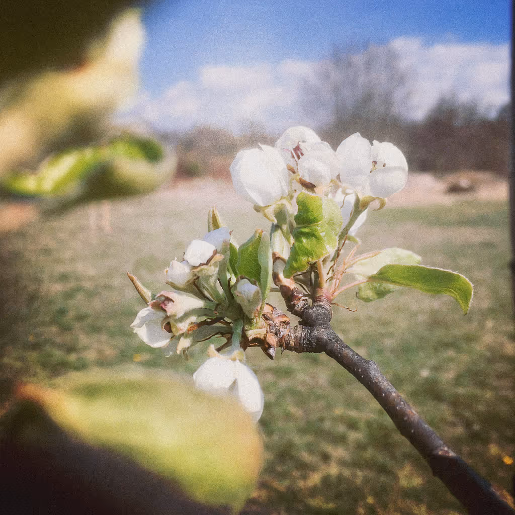 Květ ovocného stromu na Huslíku