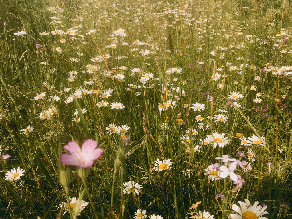 pohled na rostliny v PP Louky u Choťánek 