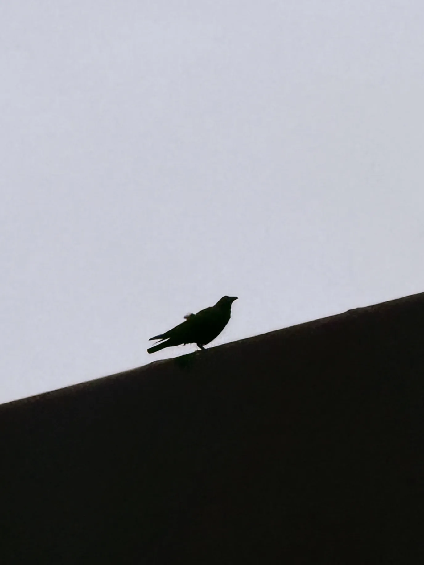 Bird silhouetted on a sloped roof against a pale sky