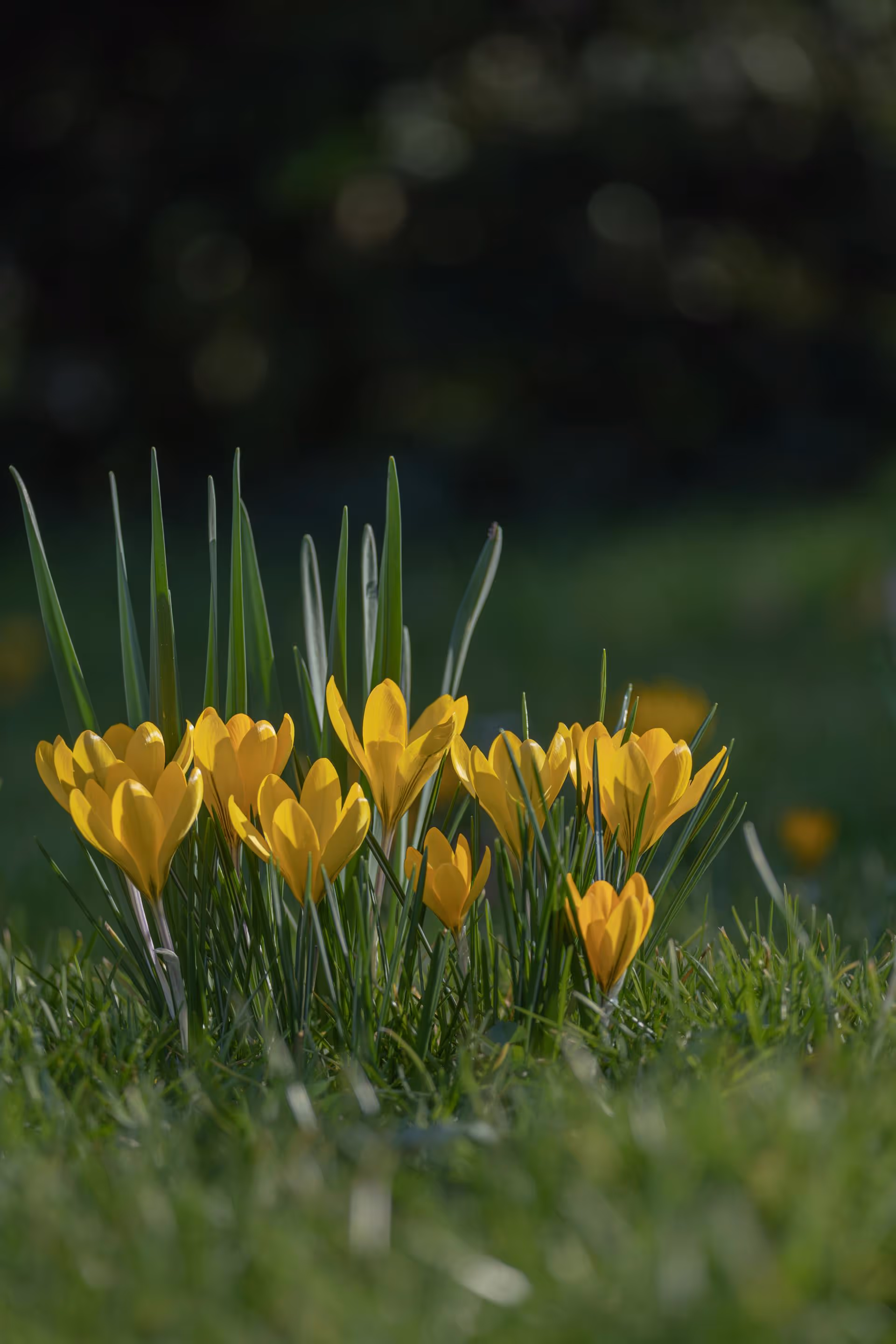 Renonciation succession et assurance vie