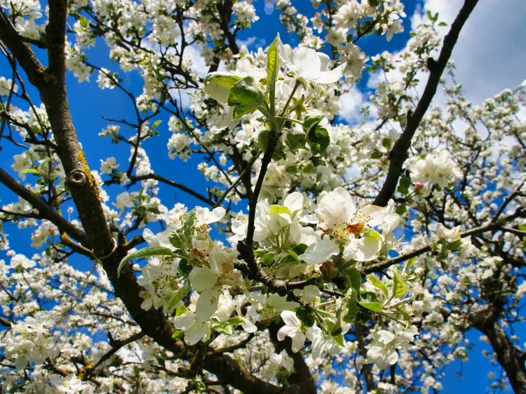 Baumschnitt Apfelblüte
