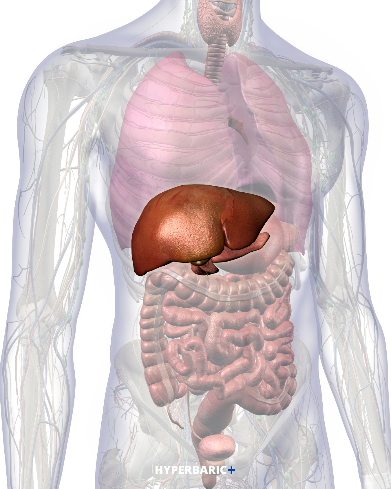 Healthy foods and everyday habits that support liver wellness
