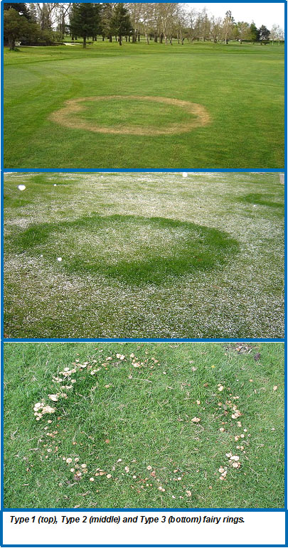Fairy Ring in Connecticut Lawns: Rings, Mushrooms & How to Control It