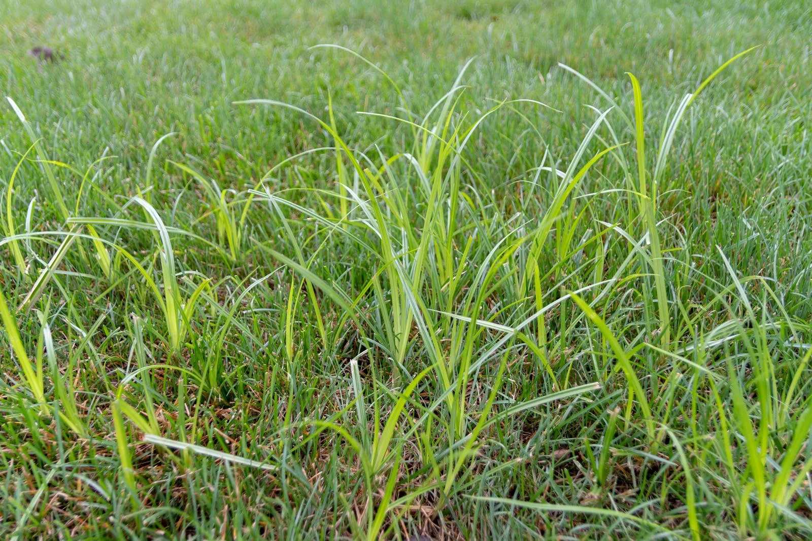 Nutsedge (Yellow & Purple) in Connecticut Lawns: ID & Control