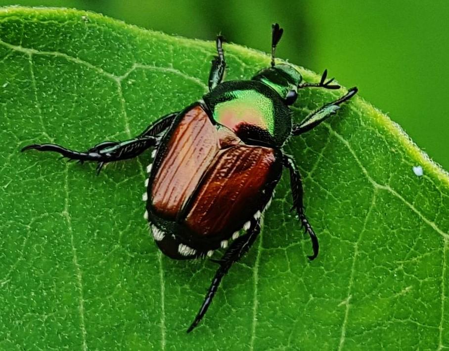 Japanese Beetles in Connecticut Lawns: ID, Damage & Control