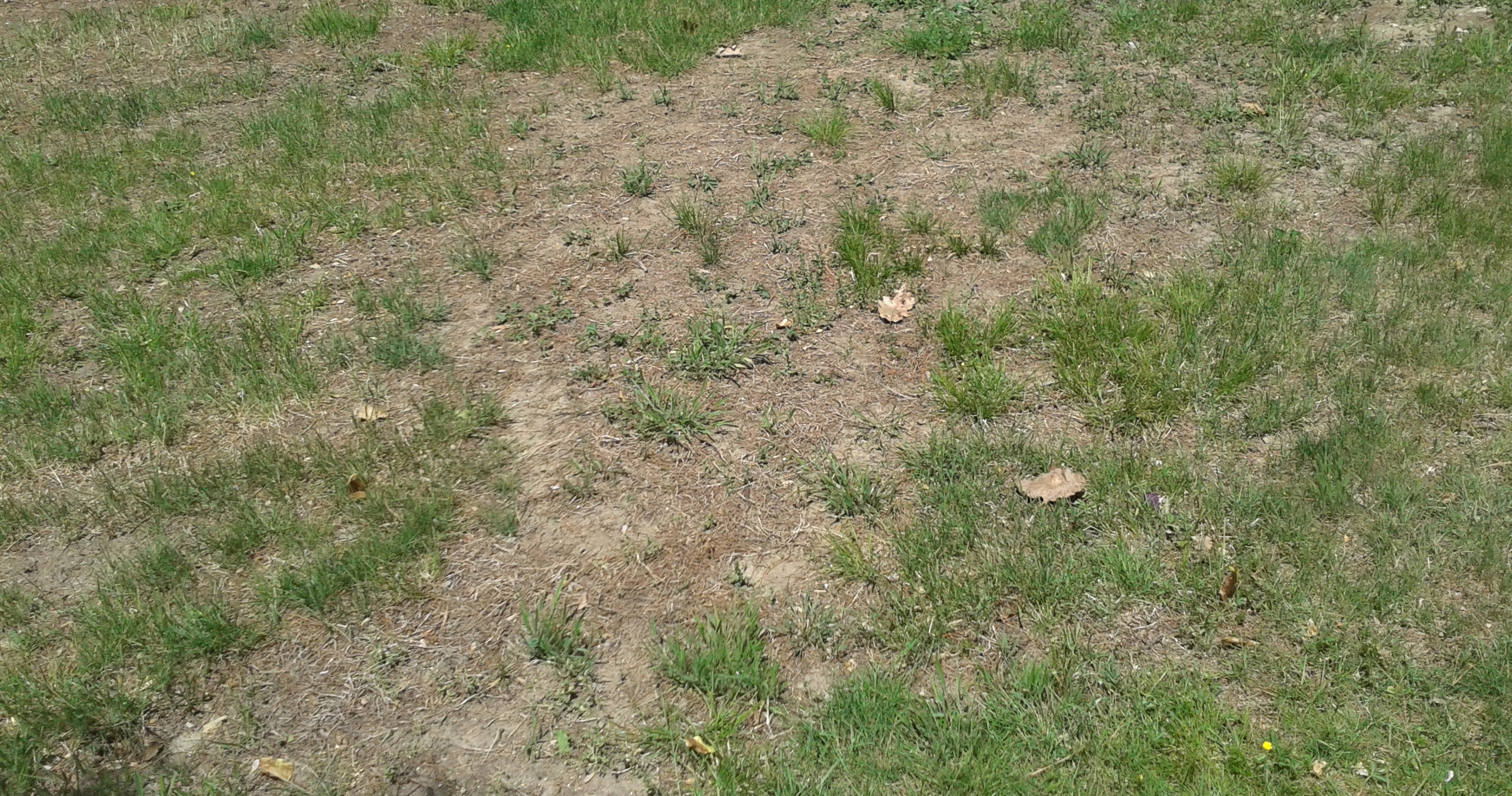 Bare & Brown Spots in Connecticut Lawns: 8 Common Causes