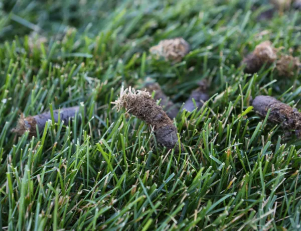 Lawn Aeration in Connecticut: Why, When & How It Works