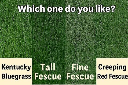 Best Grass Seed for Connecticut Lawns: A Homeowner's Guide