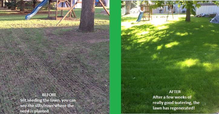 Slice Seeding vs. Overseeding: Which Does Your Lawn Need?