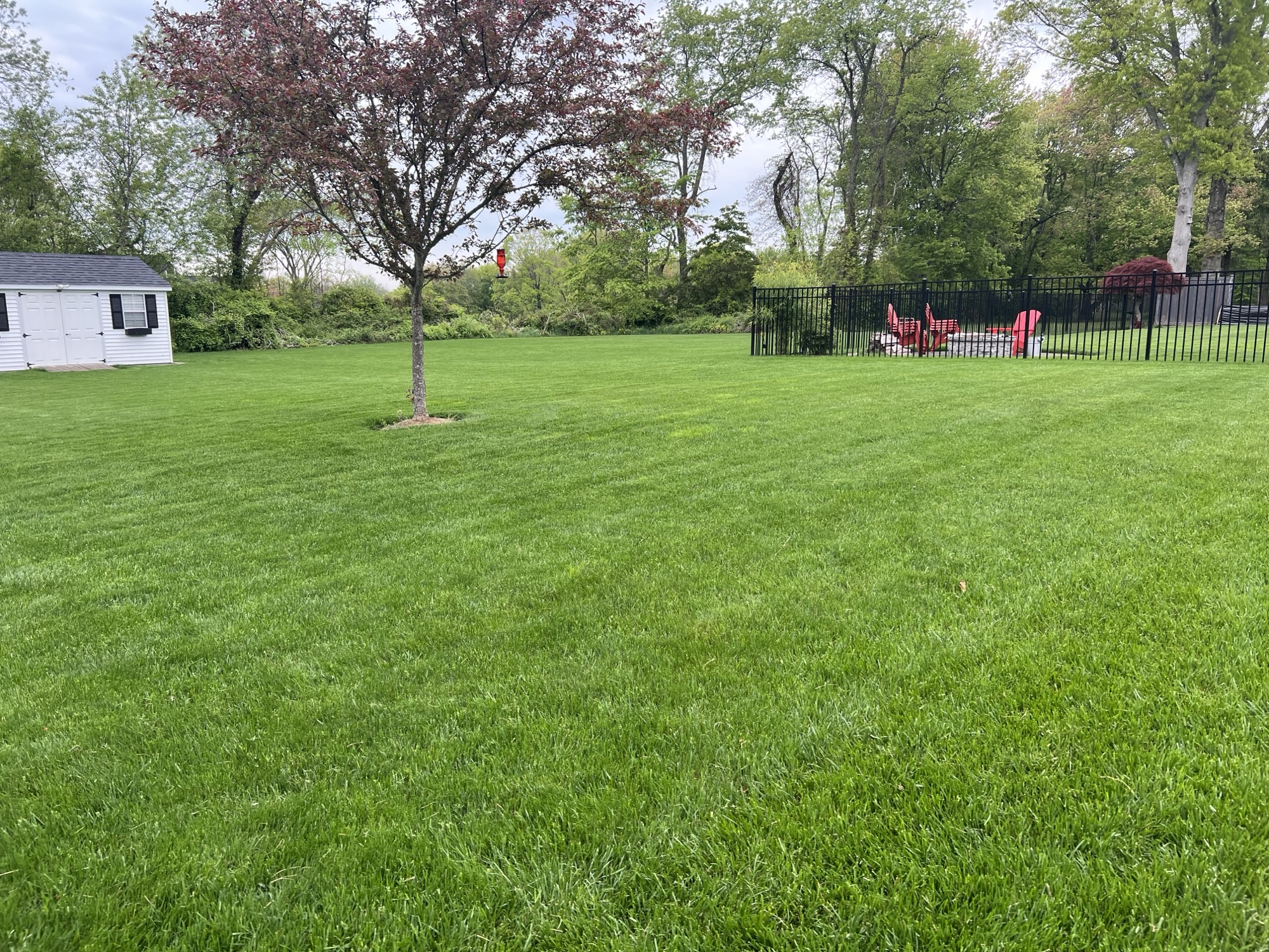 Thick green Monroe, CT lawn after fall core aeration and overseeding by Pro Turf
