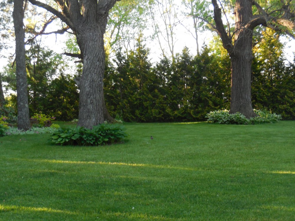 Thin, patchy grass under a mature tree canopy on a Connecticut lawn