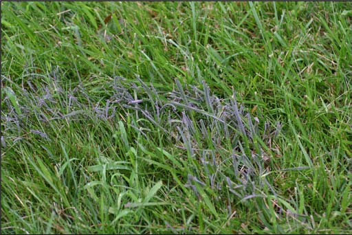 Slime mold forming a gray crust on grass blades of a Connecticut lawn