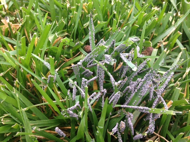 Close-up of the crust — thousands of pinhead spore masses sitting on top of the blades, not growing out of them.