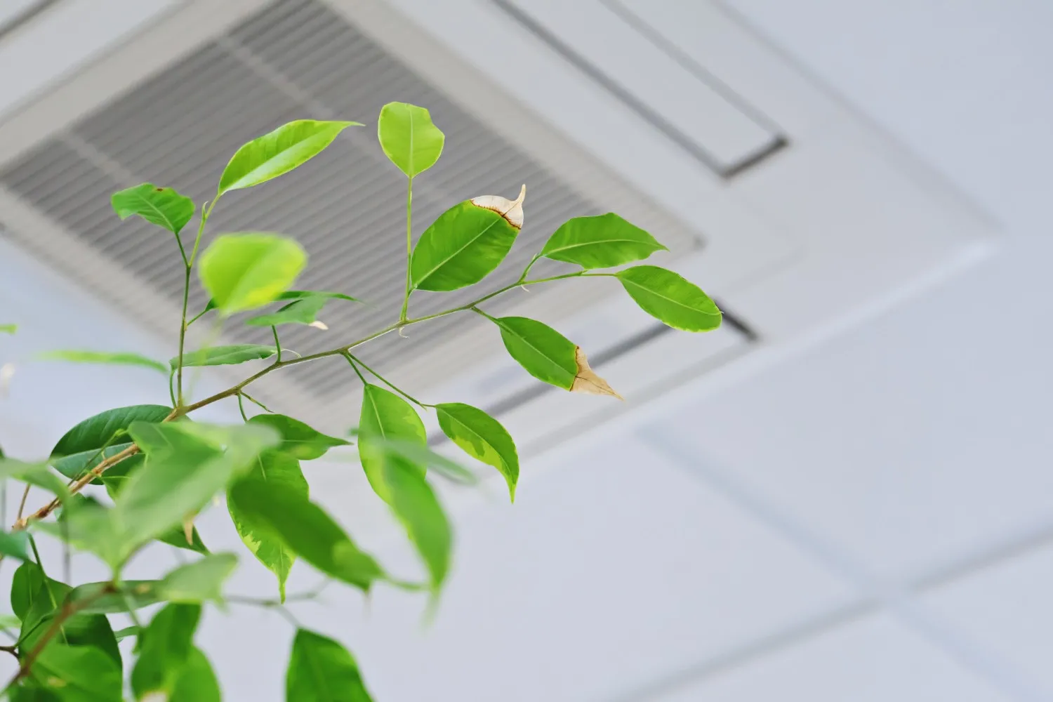 Indoor Air Quality Services in St. Louis, MO