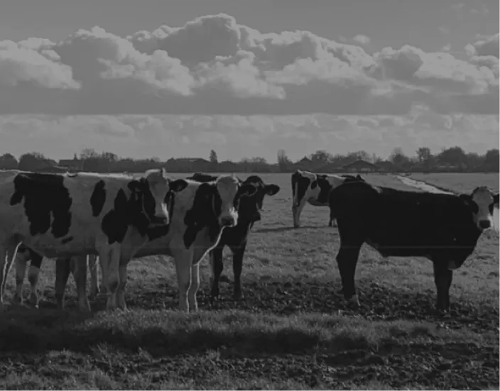 foto van koeien in het weiland in het Groene Hart
