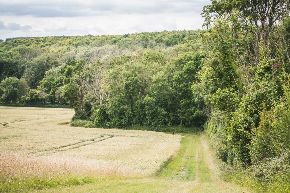 Woodland and hedgerows