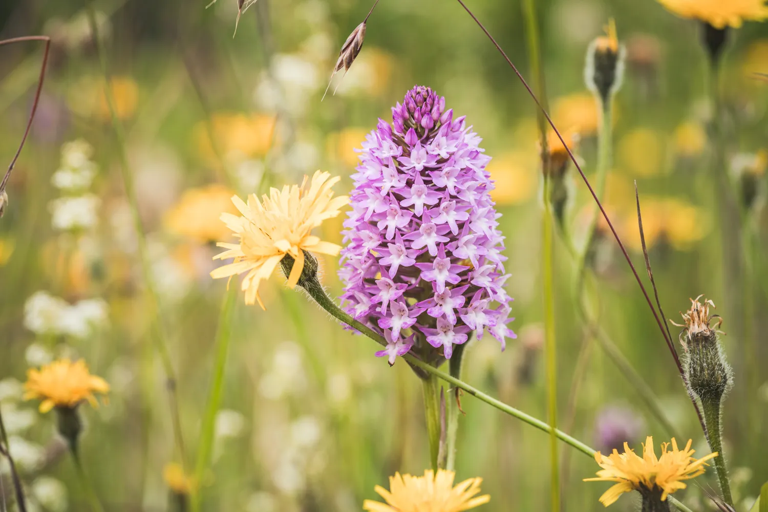 A Wildflower in a meadow