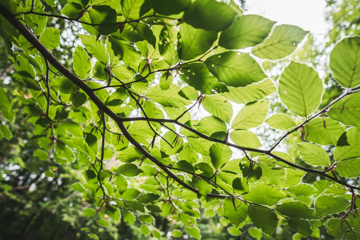 Sunlight shining through leaves at Halnaker Hill Farm
