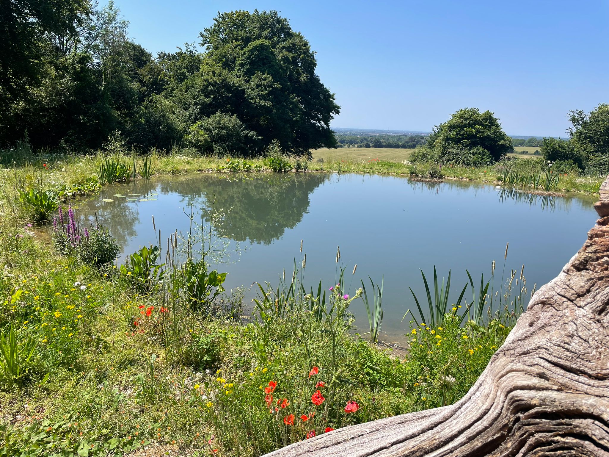 A dew pond at Halnaker Hill Farm