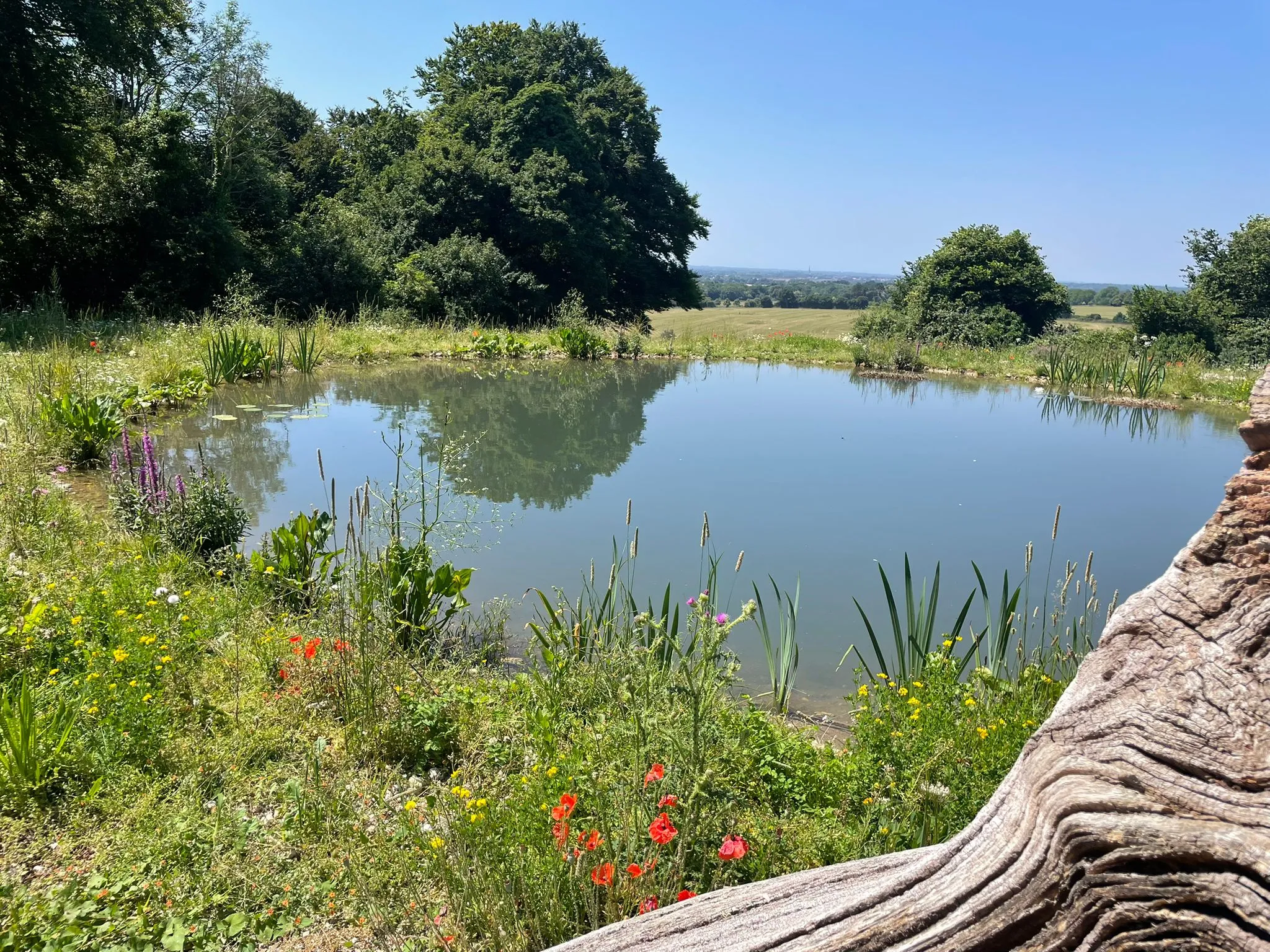 A dew pond at Halnaker Hill Farm