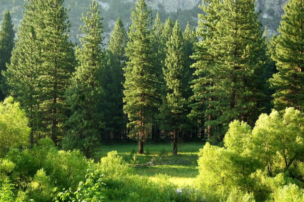 Trees in a forest